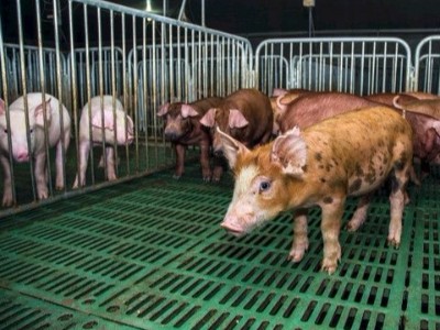 单宁酸作为抗生素替代品在动物生产中的潜力和挑战