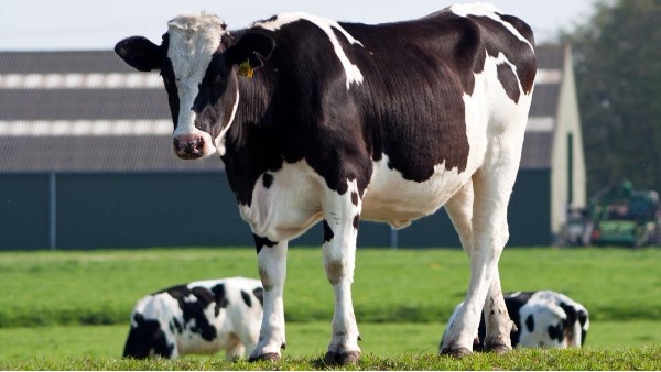 牛至精油对奶牛产后发情及繁殖性能的影响